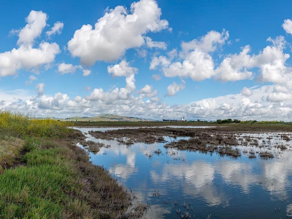 Photo of Pacheco Marsh / Foto del pantano Pacheco